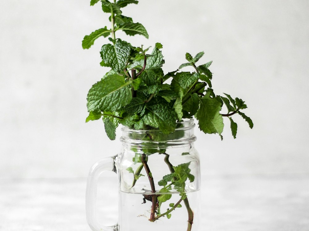 Mint